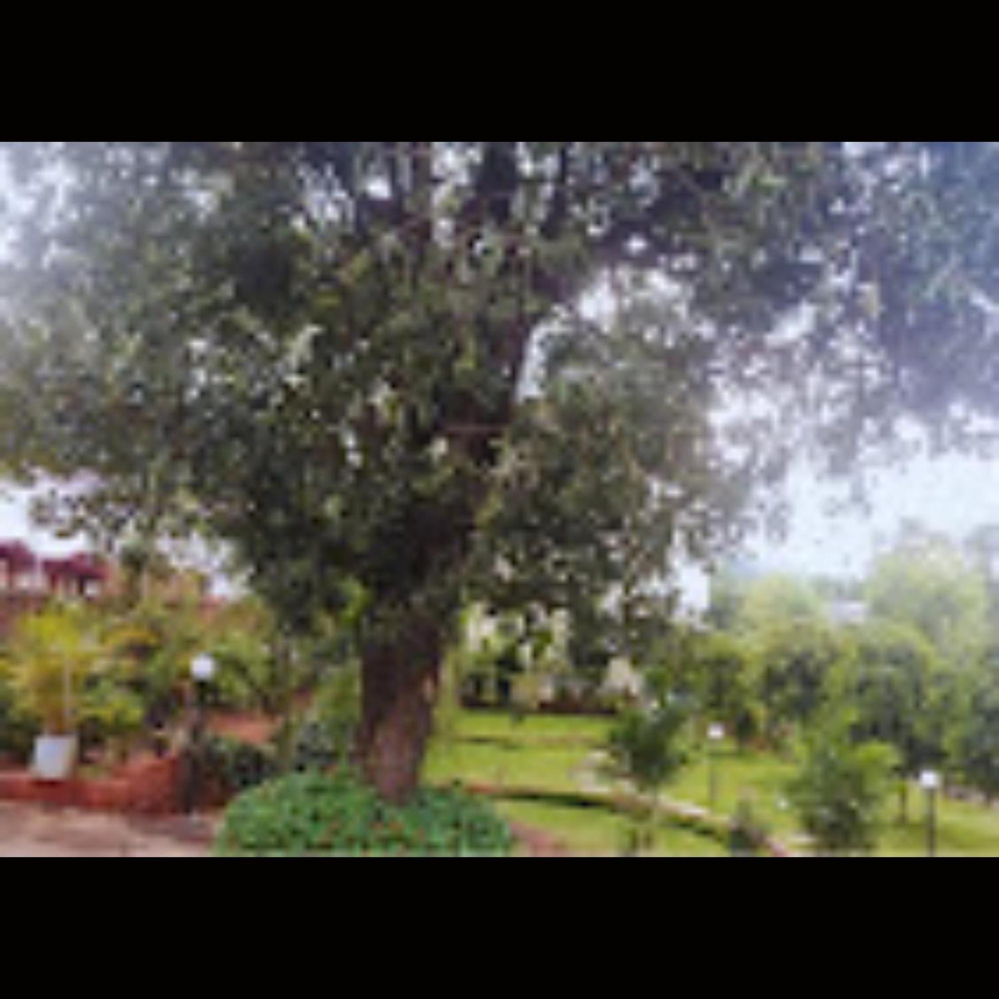 D's Den Hotell Panchgani Eksteriør bilde